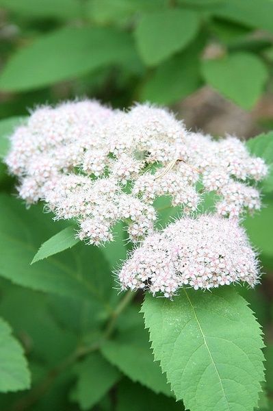 Spirea, Fritschiana 6"