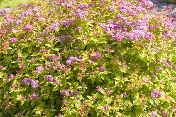 Spirea, Magic Carpet 5 gal