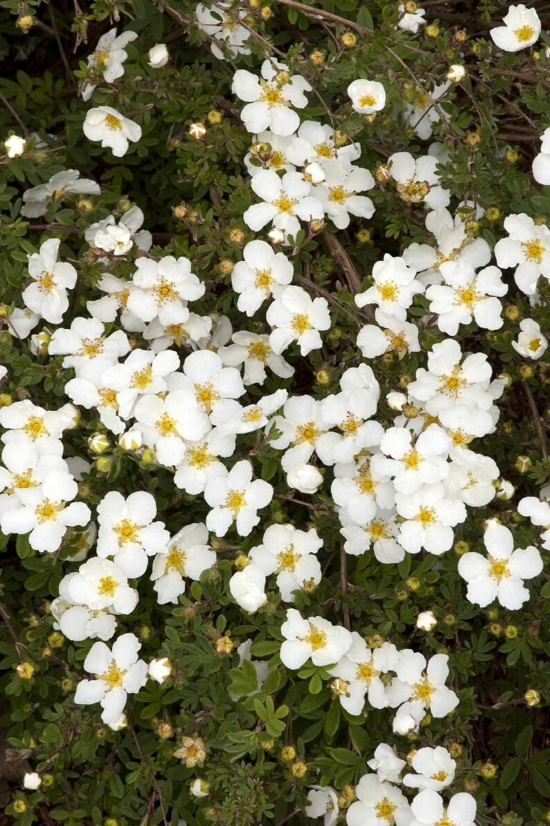 Potentilla, Abbotswood 2 gal