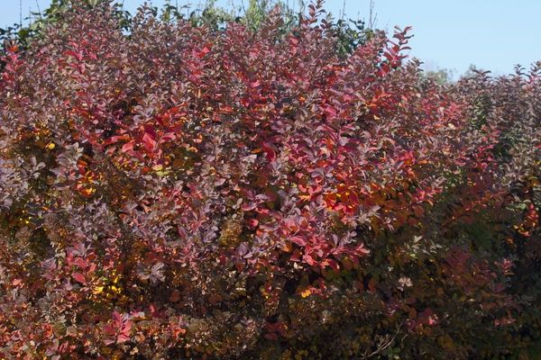 Spirea, Tor Birchleaf 5 gal