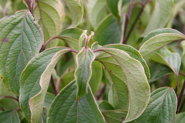 Dogwood, Kelsey Dwarf 2 Gal