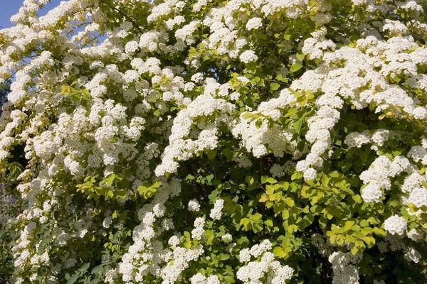 spirea, Firegold 12&quot;