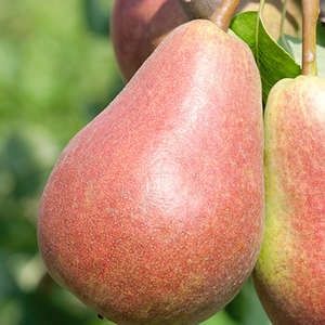 Pear, Parker 7/8 CVI