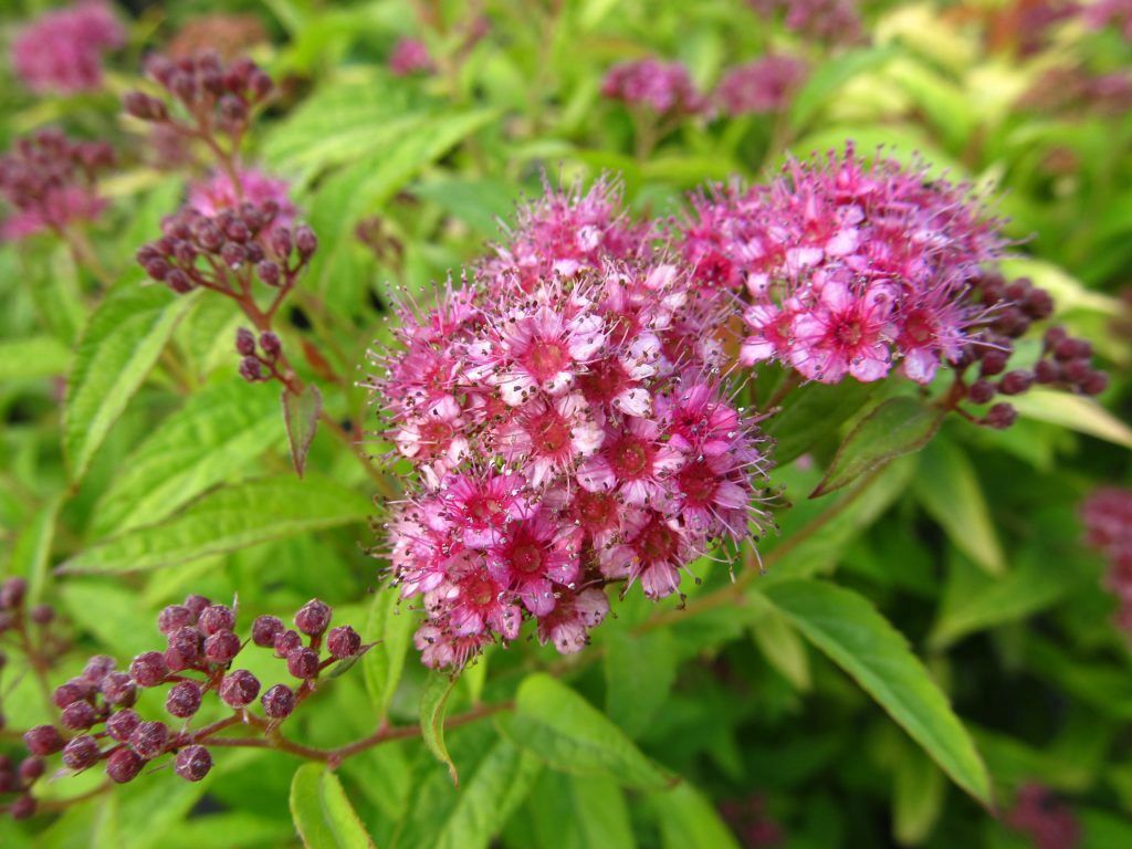 Spirea, Flaming Mound 2 g