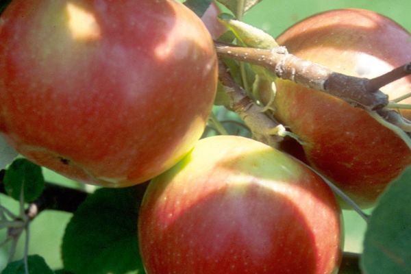 Apple, Red Regent 11/16