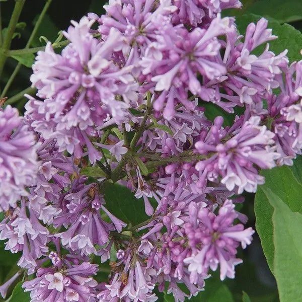 Lilac, Royalty 2 gal