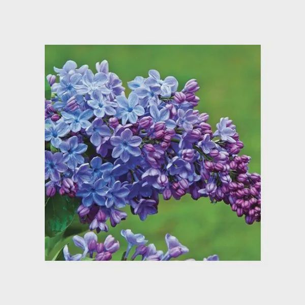 Lilac, Wonderblue 12"