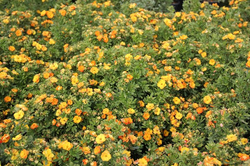 Potentilla, Marmalde 2 gal