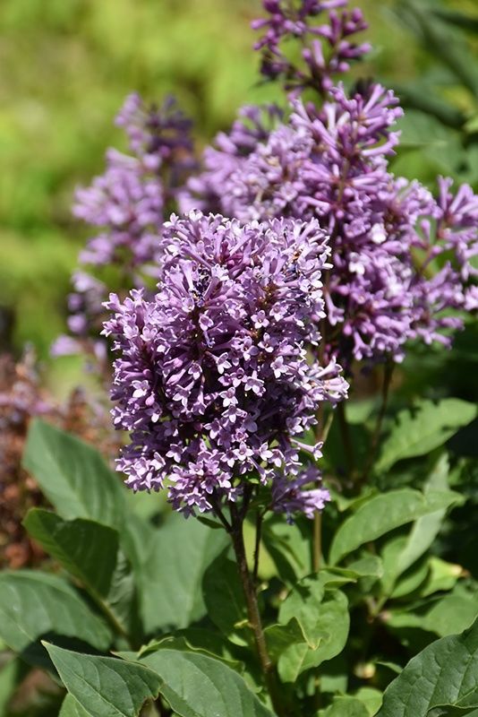 Lilac, Charisma 1 gal