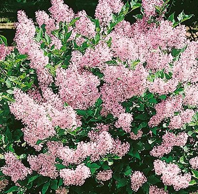 Lilac, Miss Kim 2 gal