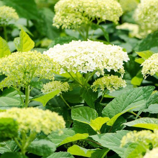 Hydrangea, Bounty Smooth 2gal