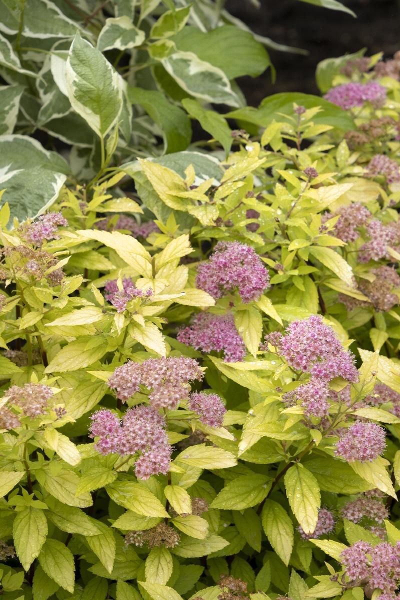 Spirea, Lil Sizzle 2 gal