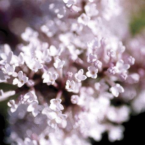 Lilac, Thumbelina 5 Gal