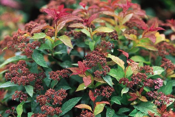 Spirea, Goldflame 12"