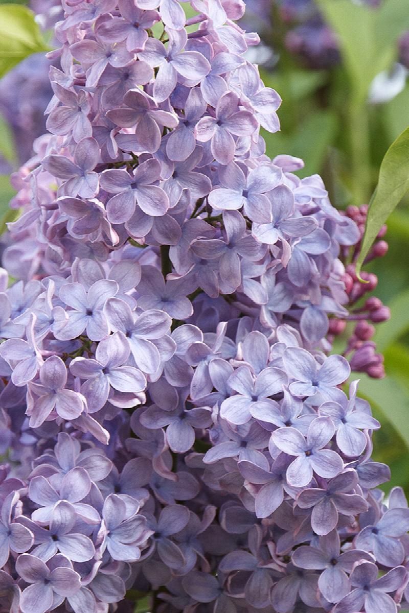 Lilac, Blue Skies 7 Gal