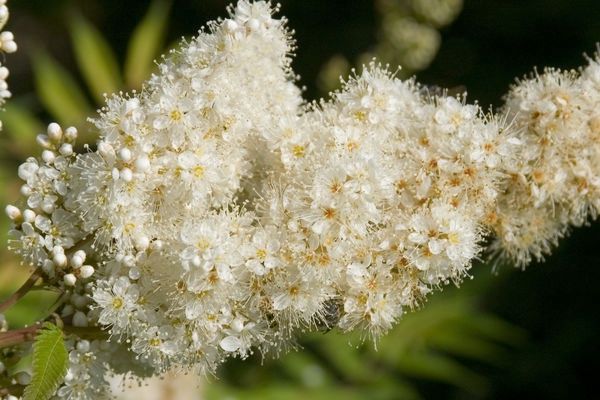 Spirea, Sem Ash Leaf 1 gal