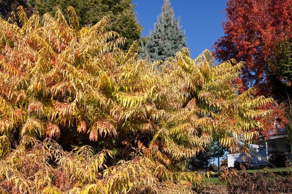 Sumac, Tiger Eyes 18&quot;