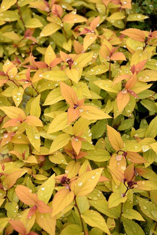 Spirea, Sparkling Carpet 9"