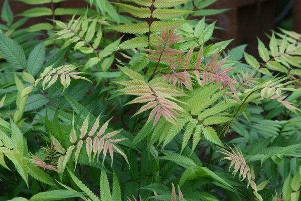 Spirea, Sem Ash Leaf 2 gal