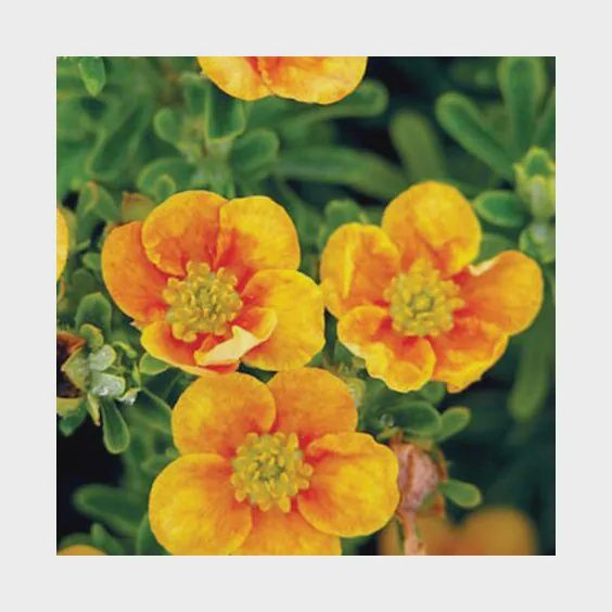 Potentilla, Mango Tango 5 gal