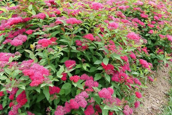 Spirea, Double Play Doozie 2 gal