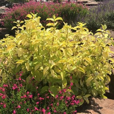 Dogwood, Garden Glow 2 gal