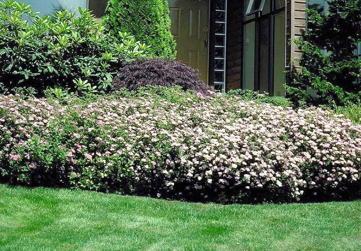 Spirea, Shirobana 5 gal