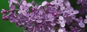 Lilac, Asessippi 12"