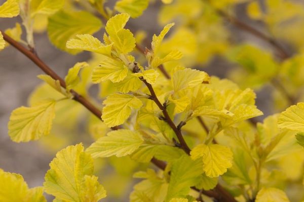 Ninebark, Darts Gold 2 gal
