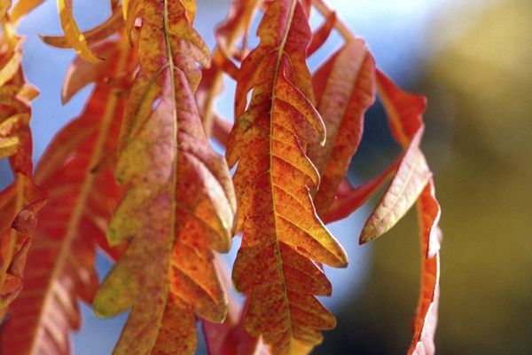Sumac, Tiger Eyes 5 gal
