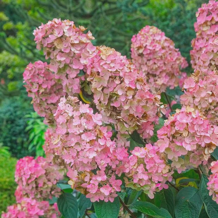 Hydrangea, Pink Diamond 2 gal