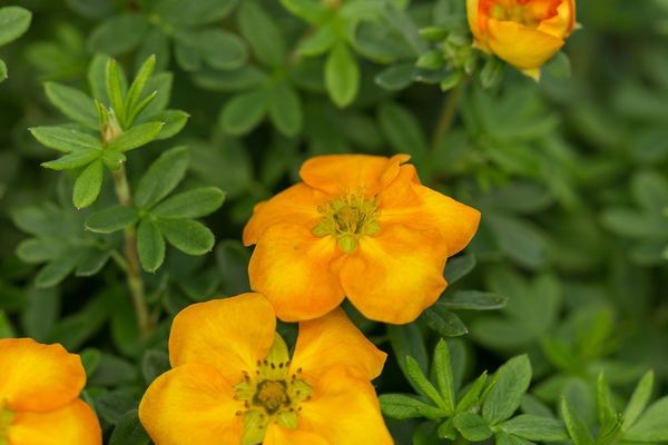 Potentilla, Mango Tango 12&quot;