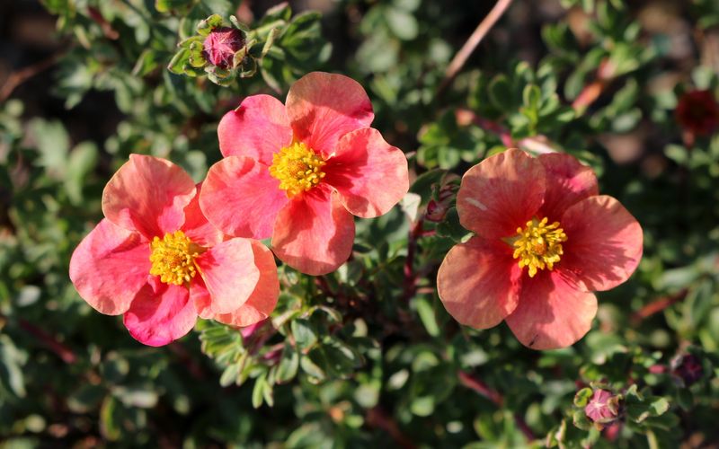 Potentilla, Setting Sun 2 gal