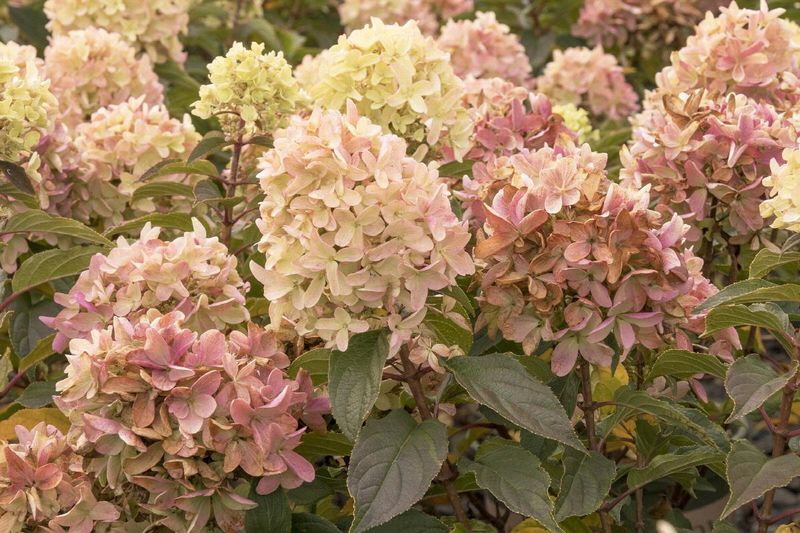 Hydrangea, Strawberry Shake 7 Gal