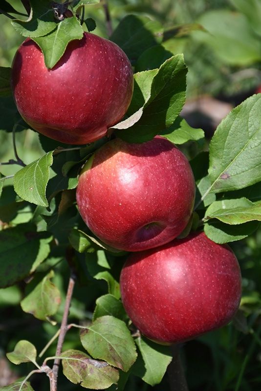 Apple, Hazen 1&quot; CVI