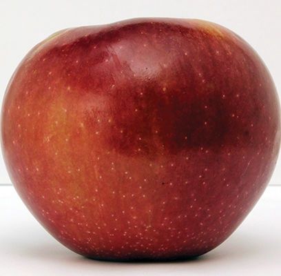 Apple, Hazen 1" CVI