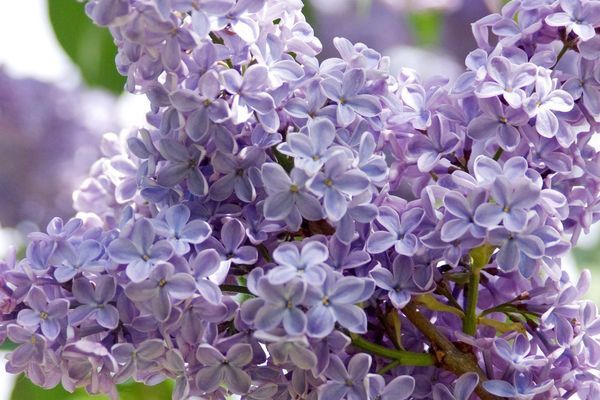 Lilac, President Lincoln 12&quot;