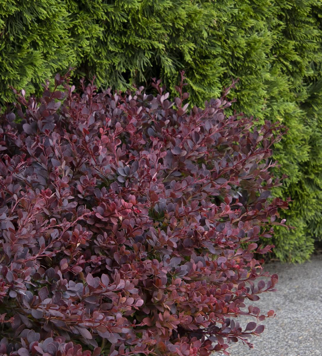 Barberry, Lava Nugget 2 gal