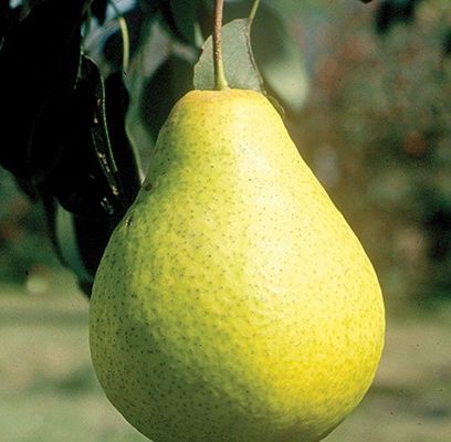 Pear, Early Gold 1&quot;