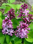 Lilac, Prairie Petite 5 gal