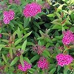 Spirea, Crisp Leaf 12"