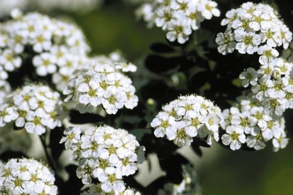 Spirea, Snowmound 2 gal