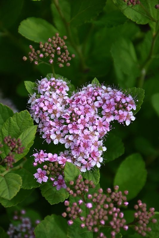Spirea, Pink Parasols 2 gal