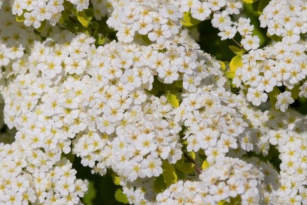 Spirea, Firegold 6&quot;