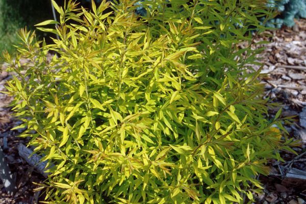 Spirea, Mellow Yellow 1g