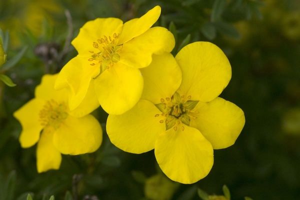 Potentilla, Goldfinger 6&quot;