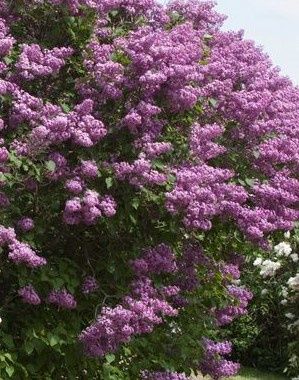 Lilac, Pocahontas 3g