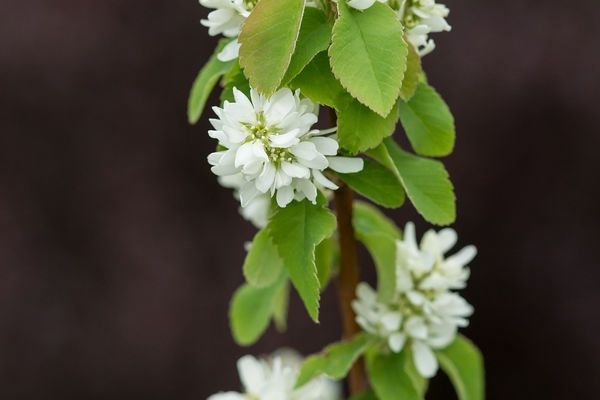 Serviceberry, Standing Ovation 2 gal