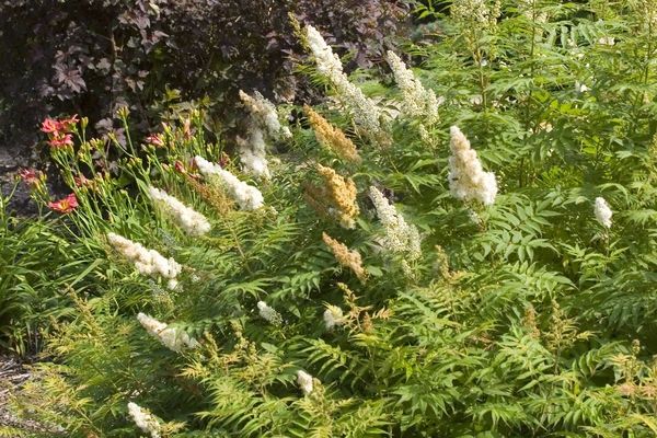 Spirea, Sem Ash Leaf 5 gal