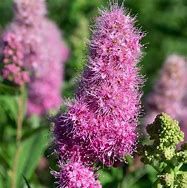 Spirea, Billiardi 24"